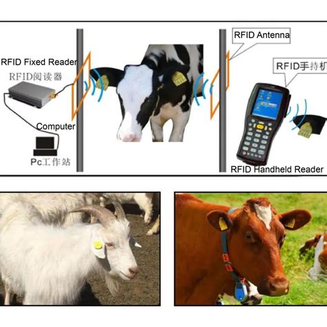 cattle rfid tag readers|livestock rfid reader.